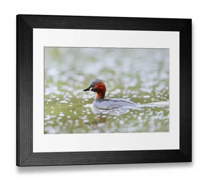 Framed Print : Little grebe (Tachybaptus ruficollis)