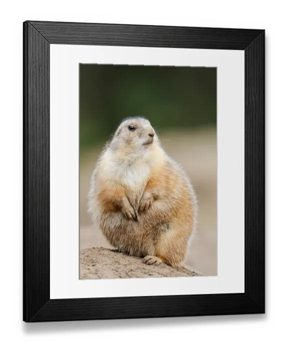 Framed Print : Black-tailed prairie dog (Cynomys ludovicianus) sitting upright on the burrow Framed Print : Black-tailed prairie dog (Cynomys ludovicianus) sitting upright on the burrow
