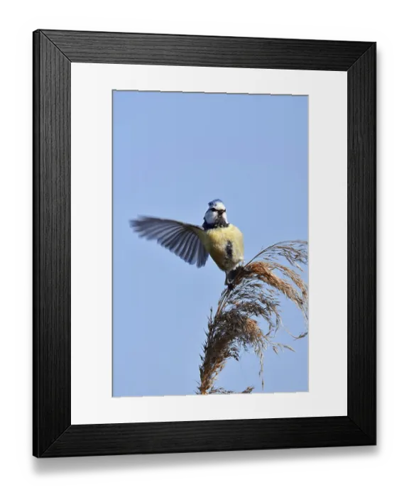 Framed Print : Blue tit (Cyanistes caeruleus, Parus caeruleus) sitting on reeds (Phragmites australis) Framed Print : Blue tit (Cyanistes caeruleus, Parus caeruleus) sitting on reeds (Phragmites australis)