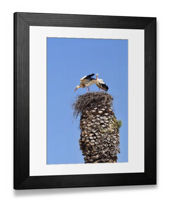 Framed Print : White stork (Ciconia ciconia), pair in a nest on a palm tree Framed Print : White stork (Ciconia ciconia), pair in a nest on a palm tree