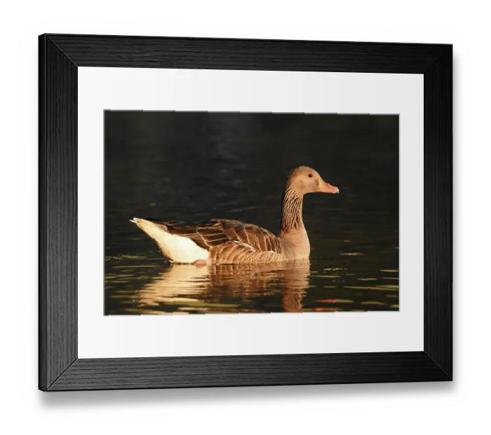 Framed Print : Greylag goose (Anser anser), swimming in the morning light