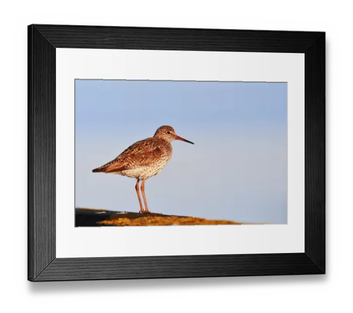 Framed Print : Redshank (Tringa totanus), Schleswig-Holstein Framed Print : Redshank (Tringa totanus), Schleswig-Holstein