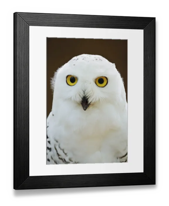 Framed Print : Snowy owl (Bubo scandiacus, Nyctea scandiaca) Framed Print : Snowy owl (Bubo scandiacus, Nyctea scandiaca)