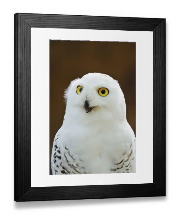 Framed Print : Snowy owl (Bubo scandiacus, Nyctea scandiaca)