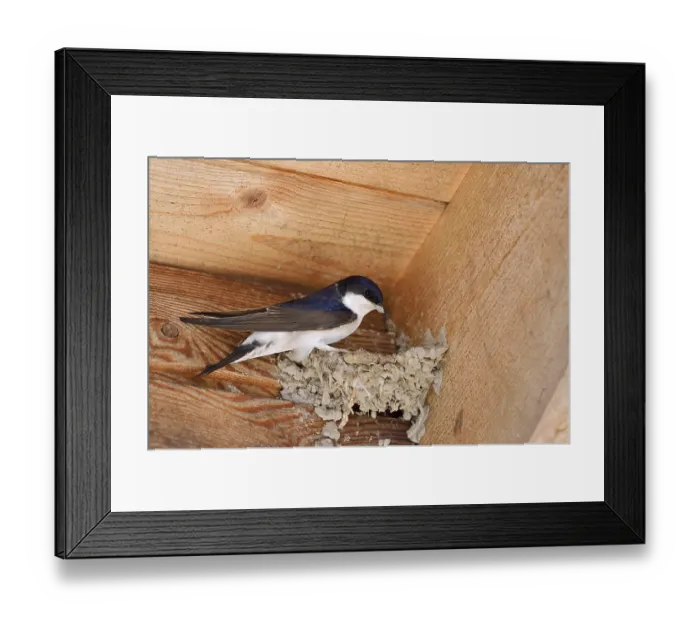 Framed Print : House martin (Delichon urbicum) building a nest Framed Print : House martin (Delichon urbicum) building a nest