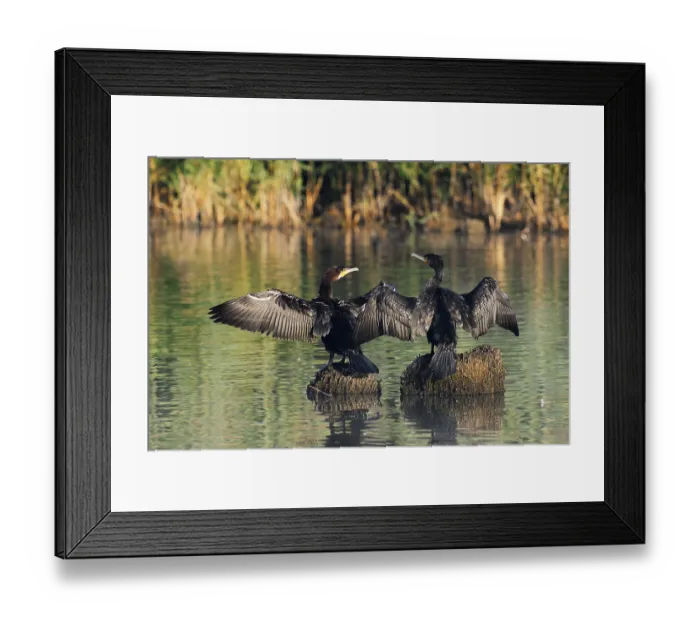 Framed Print : Cormorants (Phalacrocorax carbo) sitting on tree stumps in the water and drying their feathers