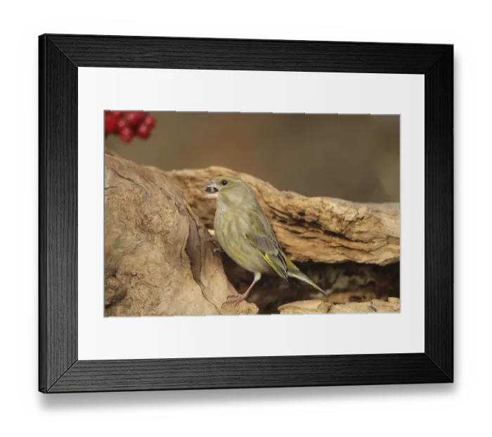 Framed Print : Greenfinch (Chloris chloris) at the winter feeding site