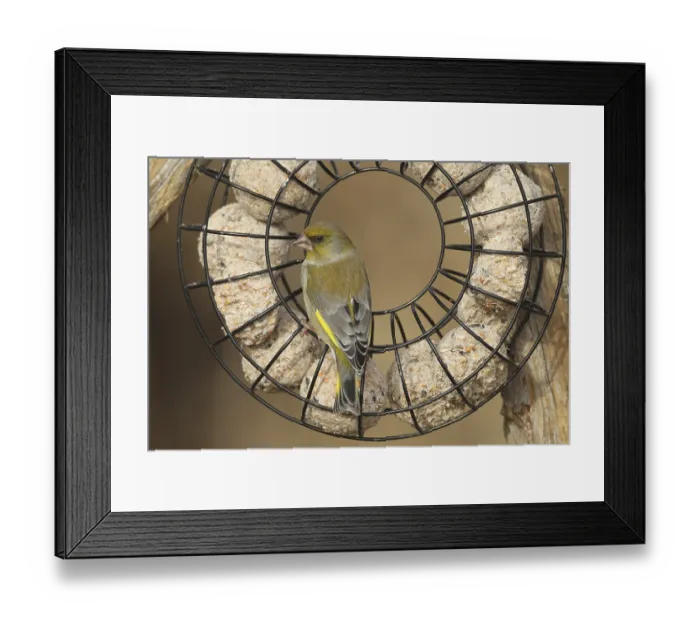 Framed Print : Greenfinch (Chloris chloris) at the winter feeding site