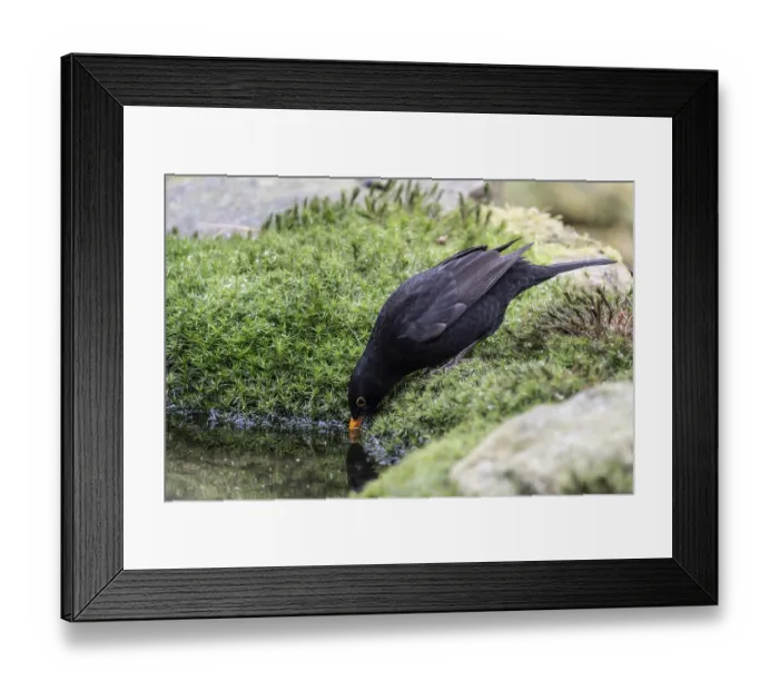 Framed Print : Blackbird (Turdus merula), Emsland