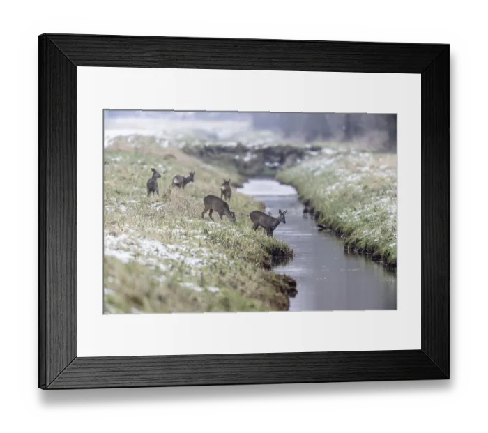 Framed Print : Roe deer (Capreolus capreolus)
