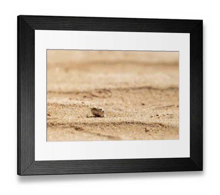 Framed Print : Gecko (Gekkonidae) in desert, Rhub al Khali, Oman