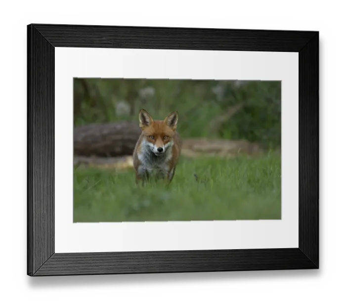 Framed Print : Red fox (Vulpes vulpes) adult wild animal in grassland in summer Framed Print : Red fox (Vulpes vulpes) adult wild animal in grassland in summer