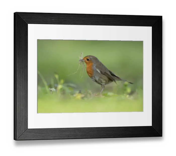 Framed Print : European robin (Erithacus rubecula) adult garden bird with nest material in its beak in spring
