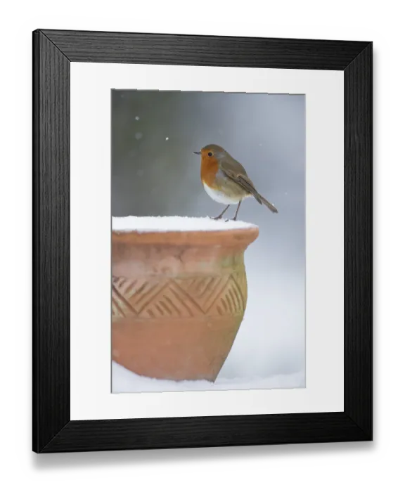 Framed Print : European robin (Erithacus rubecula) adult garden bird on a snow covered plant pot in winter
