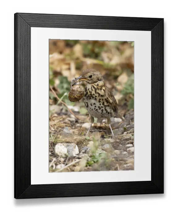 Framed Print : Song thrush (Turdus philomelos) adult garden bird with a snail in its beak for food