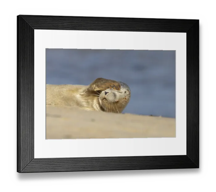 Framed Print : Common or Harbor or Harbour seal (Phoca vitulina) adult animal resting on sand on a beach Framed Print : Common or Harbor or Harbour seal (Phoca vitulina) adult animal resting on sand on a beach