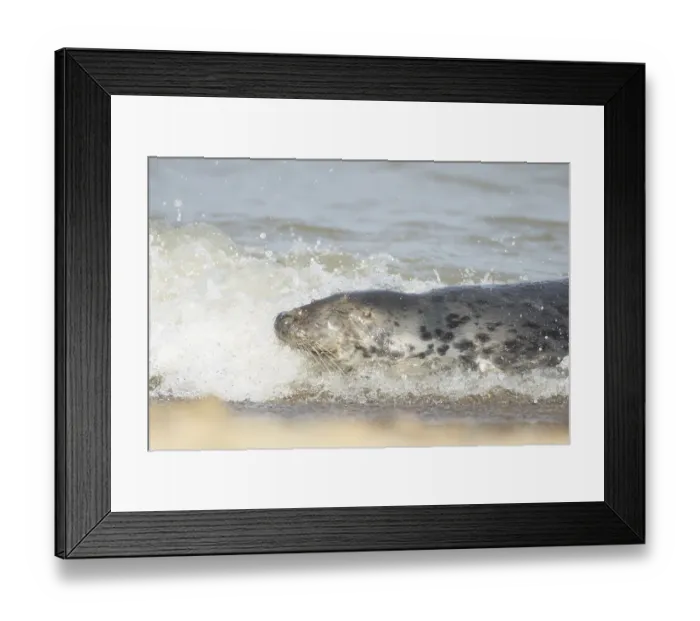 Framed Print : Atlantic grey seal (Halichoerus grypus) adult animal in the breaking waves of the sea on a coastline
