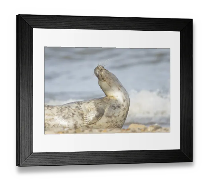 Framed Print : Atlantic grey seal (Halichoerus grypus) adult animal on a seaside beach