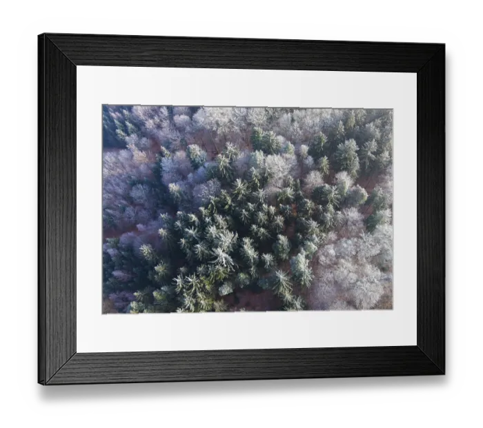 Framed Print : Winter forest aerial view of a mixed forest with spruces