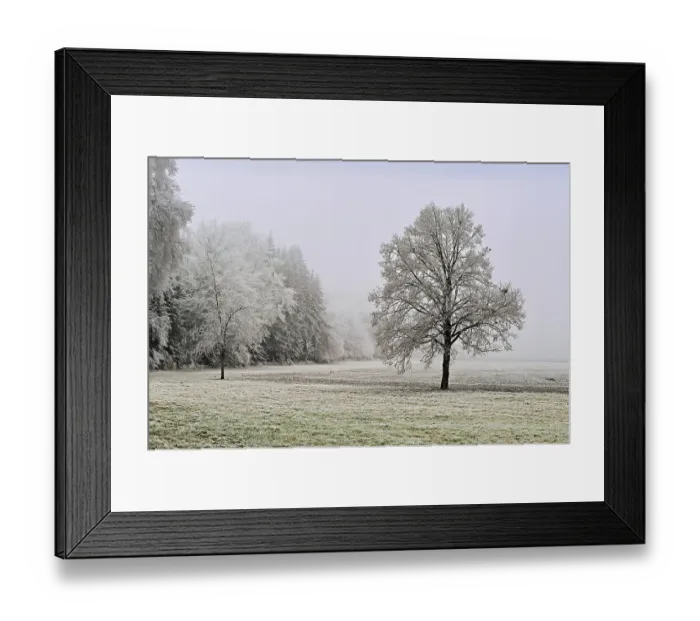 Framed Print : Tree and forest in hoarfrost, Schlatt Framed Print : Tree and forest in hoarfrost, Schlatt