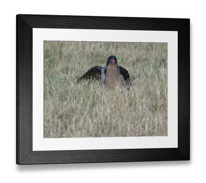 Framed Print : Hooded crow (Corvus cornix) chatting with female Common Kestrel (Falco tinnunculus) Framed Print : Hooded crow (Corvus cornix) chatting with female Common Kestrel (Falco tinnunculus)