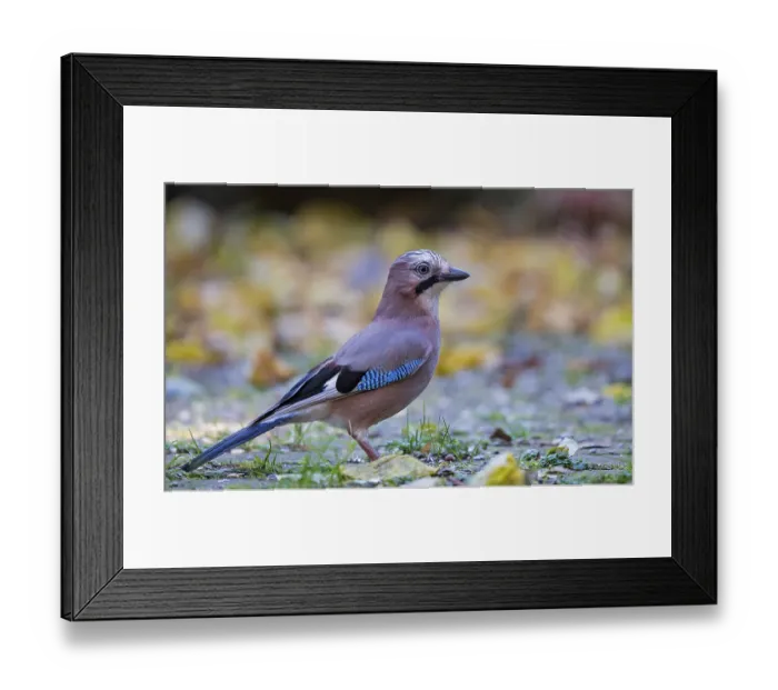 Framed Print : Eurasian jay (Garrulus glandarius)