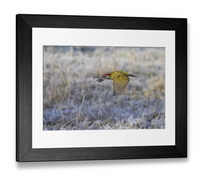 Framed Print : Green woodpecker (Picus viridis)