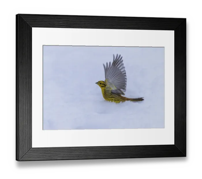 Framed Print : Yellowhammer (Emberiza citrinella)