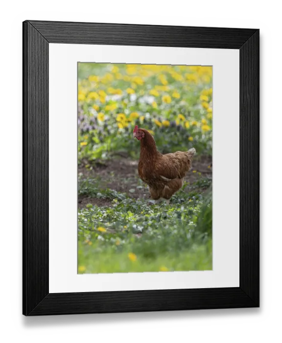 Framed Print : Domestic hen (Gallus gallus domesticus)