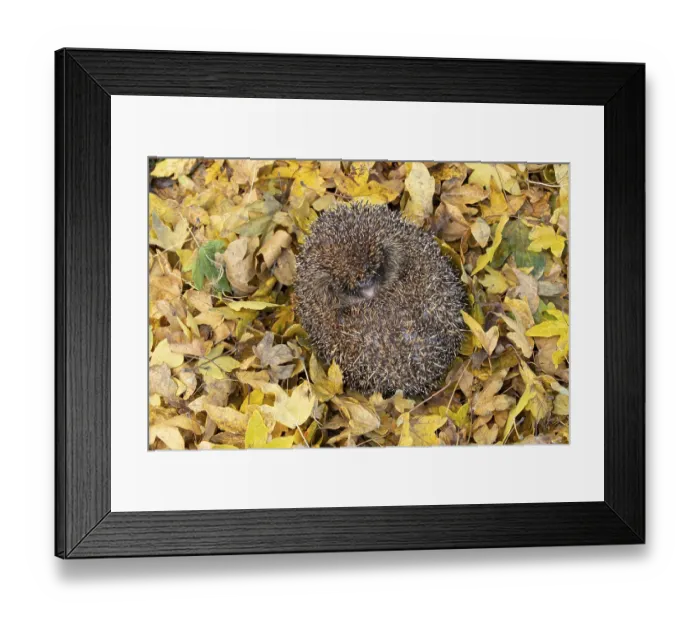 Framed Print : European hedgehog (Erinaceus europaeus)