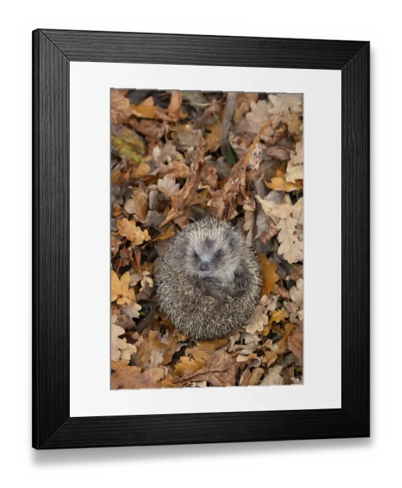 Framed Print : European hedgehog (Erinaceus europaeus) adult animal curled up in a ball on fallen autumn leaves in a garden