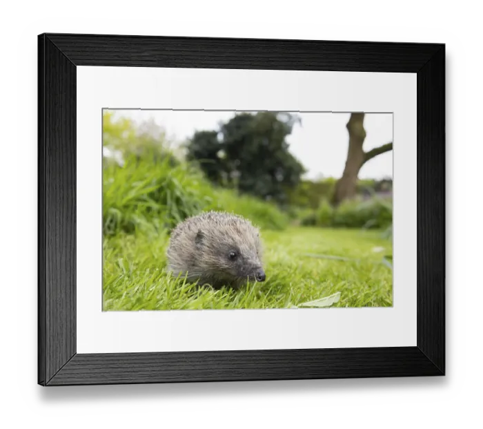 Framed Print : European hedgehog (Erinaceus europaeus) adult animal on a garden grass lawn in spring Framed Print : European hedgehog (Erinaceus europaeus) adult animal on a garden grass lawn in spring