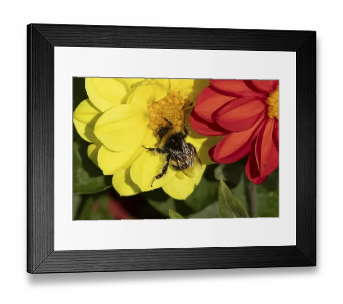 Framed Print : Buff tailed bumblebee (Bombus terrestris) adult bee insect feeding on a garden Dahlia flower in summer