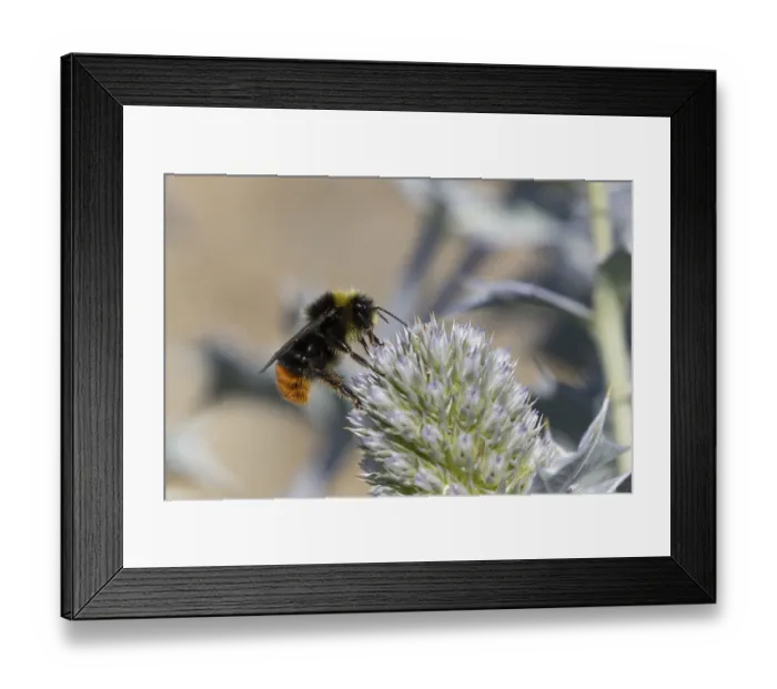 Framed Print : Red tailed bumblebee (Bombus lapidarius) adult bee insect feeding on Sea holly flowers in summer