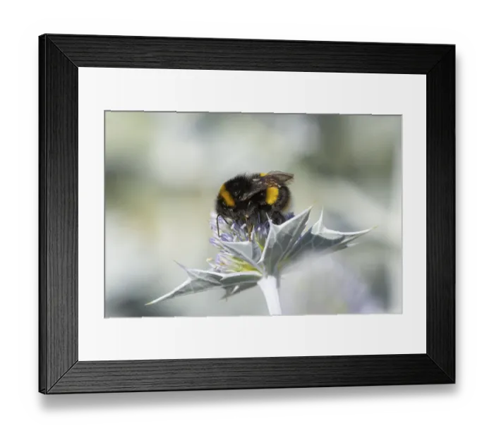 Framed Print : Buff tailed bumblebee (Bombus terrestris) adult bee insect feeding on Sea holly flowers in summer