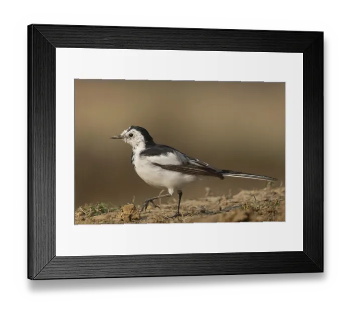 Framed Print : A white wagtail (Motacilla alba) stands on the ground against a blurred background