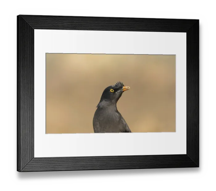 Framed Print : Close-up of a jungle myna (Acridotheres fuscus)