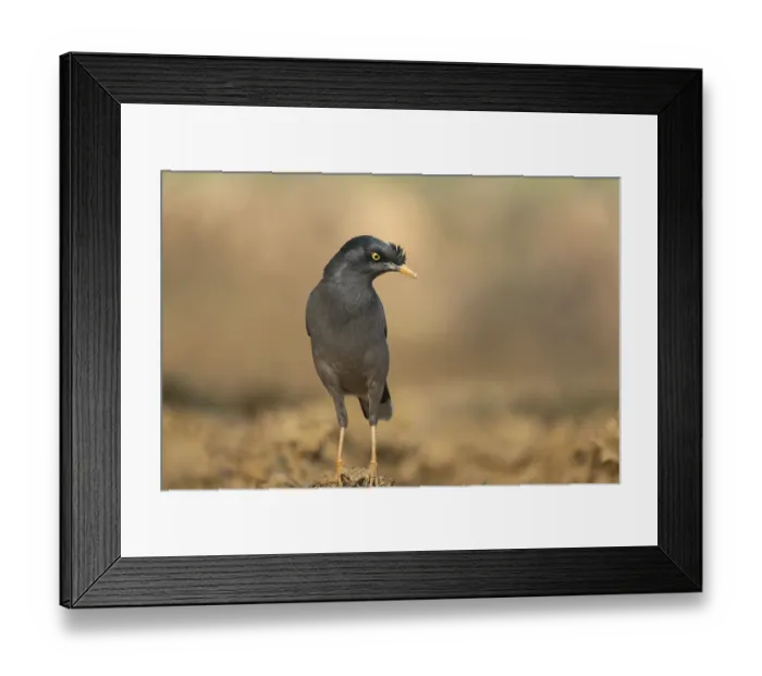 Framed Print : A jungle myna (Acridotheres fuscus) stands on the ground against a blurred background Framed Print : A jungle myna (Acridotheres fuscus) stands on the ground against a blurred background
