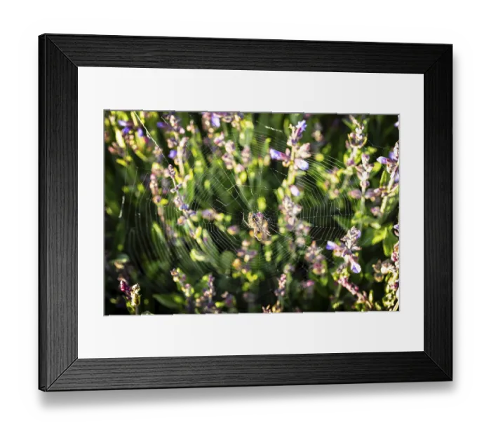 Framed Print : Common sage (Salvia officinalis) in bloom