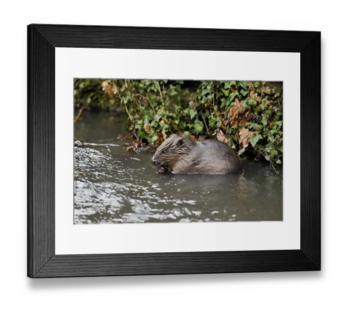 Framed Print : Eurasian beaver, European beaver (Castor fibre)