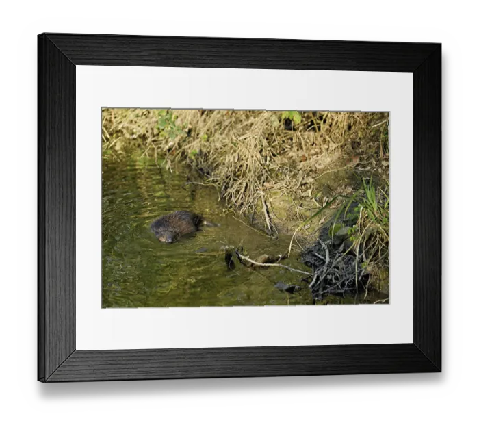 Framed Print : Eurasian beaver, European beaver (Castor fibre)
