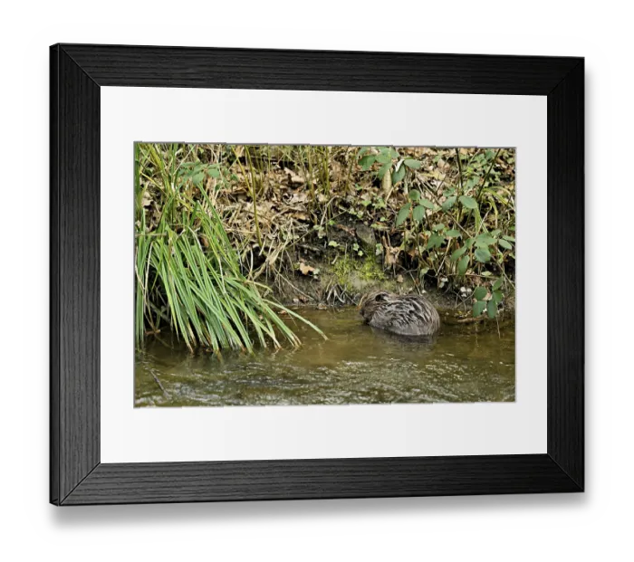 Framed Print : Eurasian beaver, European beaver (Castor fibre)