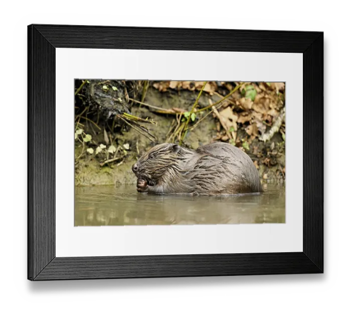 Framed Print : Eurasian beaver, European beaver (Castor fibre)