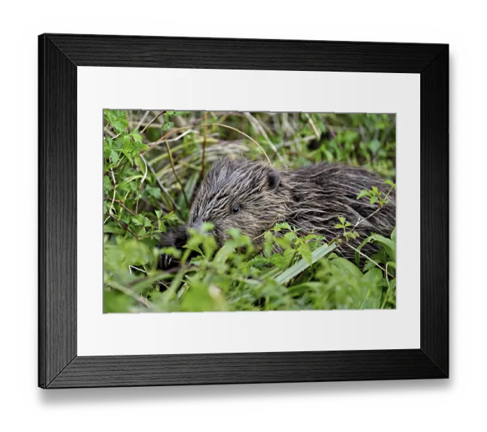 Framed Print : Eurasian beaver, European beaver (Castor fibre)