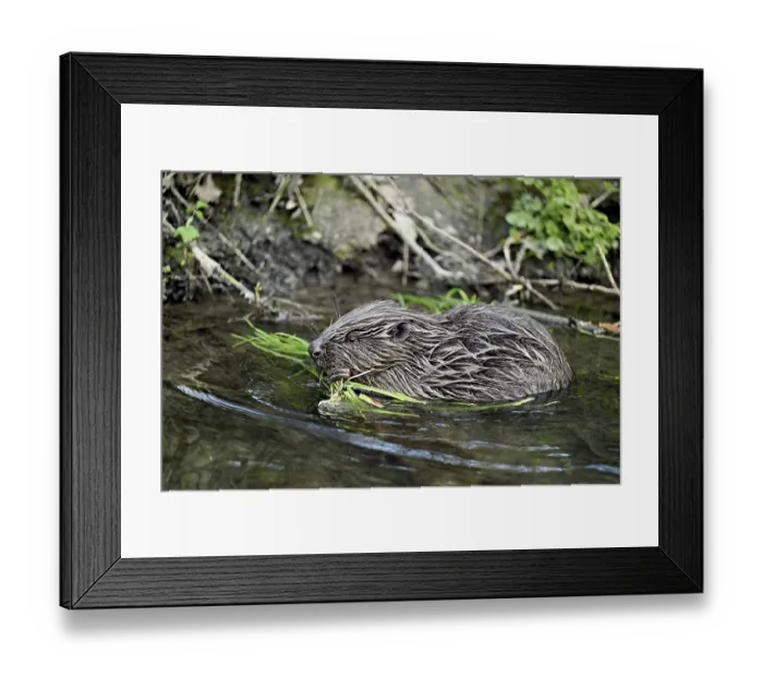 Framed Print : Eurasian beaver, European beaver (Castor fibre)