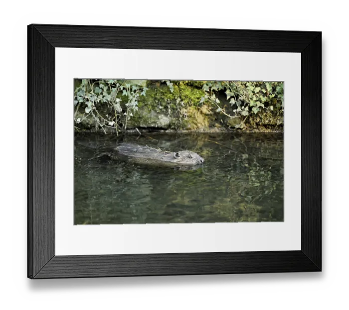 Framed Print : Eurasian beaver, European beaver (Castor fibre)