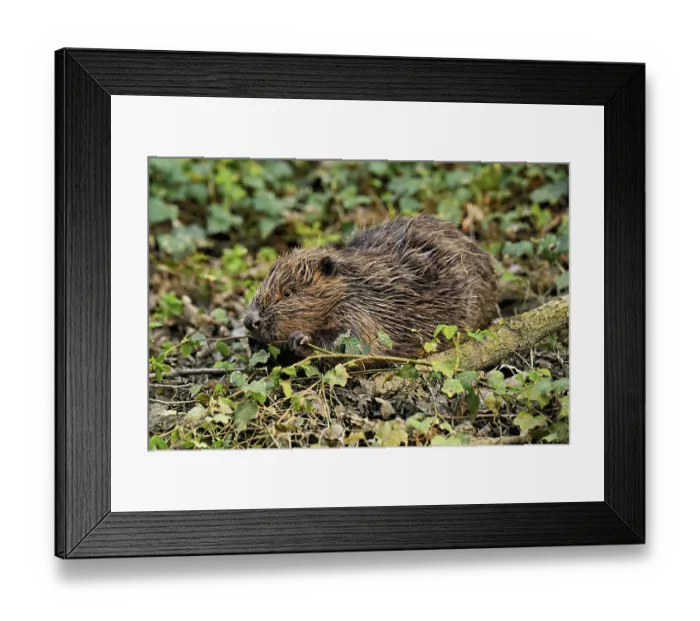 Framed Print : Eurasian beaver, European beaver (Castor fibre)