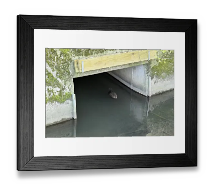 Framed Print : Eurasian beaver, European beaver (Castor fibre)