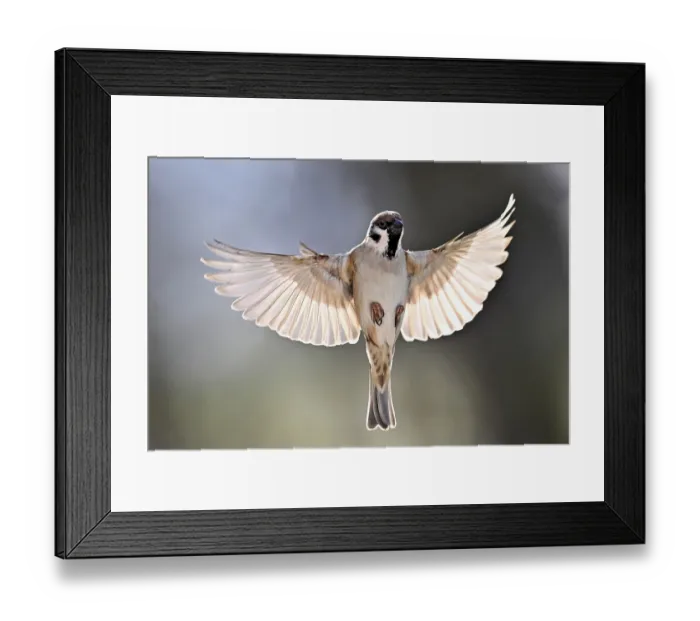 Framed Print : House Sparrow (Passer domesticus)