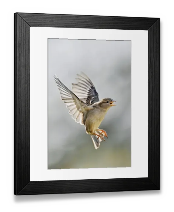 Framed Print : House Sparrow (Passer domesticus)